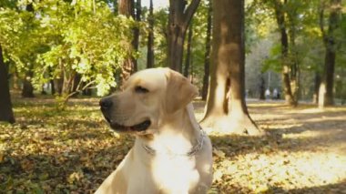 köpek doğurmak Labrador Park