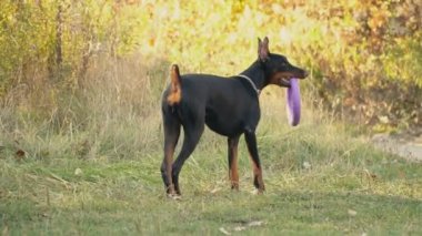 köpek doğurmak Doberman niteliğine