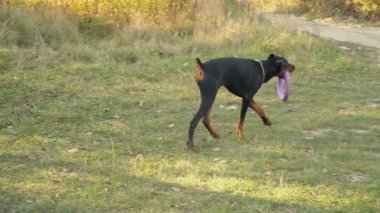 köpek doğurmak Doberman niteliğine
