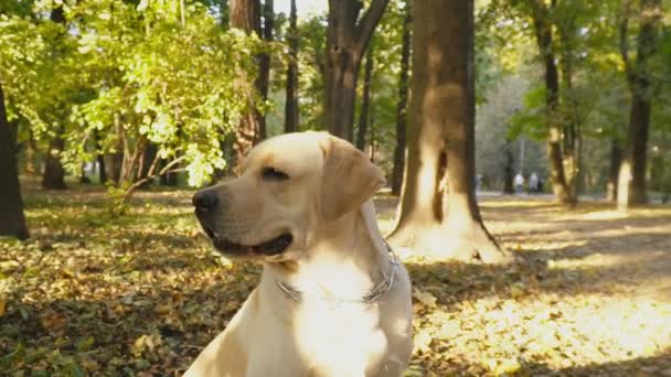 Race de chien Labrador dans le parc — Video