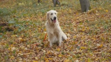 Köpek çiftleşmesi Golden Retriever