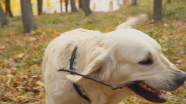 狗是金黄色的猎犬 — 图库视频影像