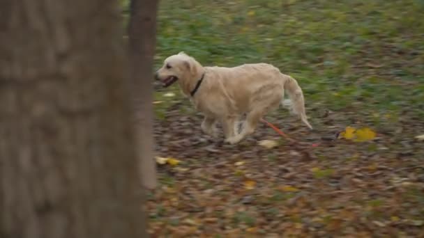 Perro crianza golden retriever — Vídeo de stock