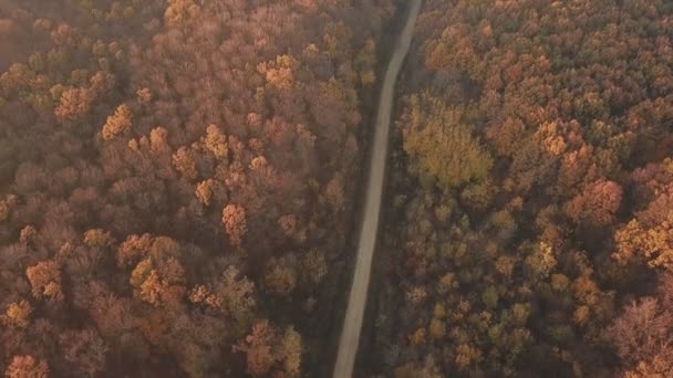 Väg i höstskogen — Stockvideo