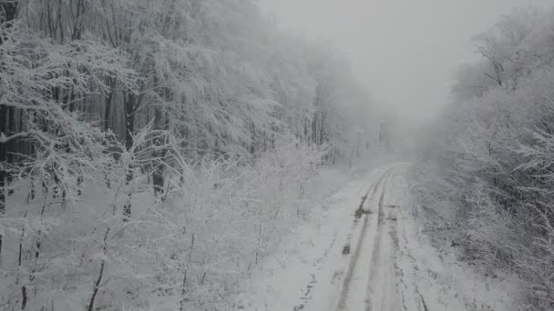 Toprak Yol Hoarfrost Ahşap — Stok video