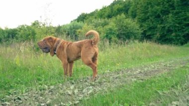 cins shar pei