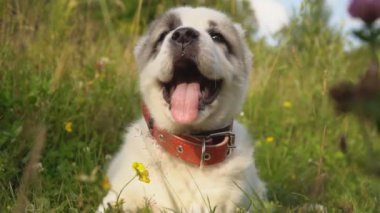 Alabai doğurmak köpek yavrusu