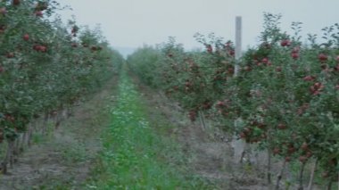 Kırmızı elma yakın çekim