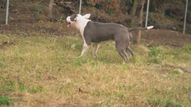 köpek yavrusu stafford sahada oynuyor.