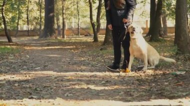 köpek doğurmak labrador altın renk