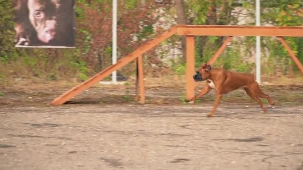 Perro de raza boxeador marrón — Vídeo de stock