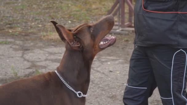 Доберманські собаки на дитячому майданчику — стокове відео