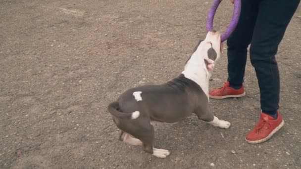 Puppy stafford plays on the court — Stock Video