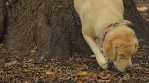 犬は、ラブラドールが黄金色を品種します。 — ストック動画