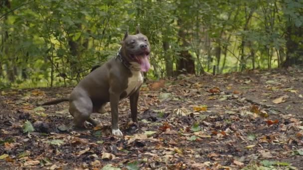 Razas de perros stafford — Vídeos de Stock