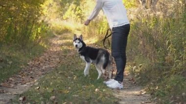 bir köpek ırkı Husky kızla