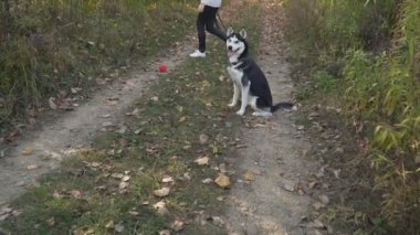 doğada husky köpek doğurmak