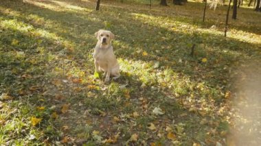 köpek doğurmak Labrador Park