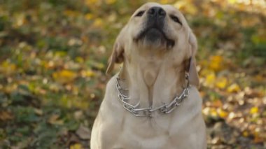 köpek doğurmak Labrador Park