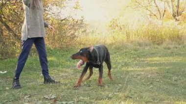 köpek doğurmak Doberman niteliğine