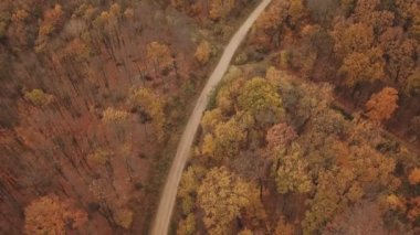 Sonbahar ormanında yol