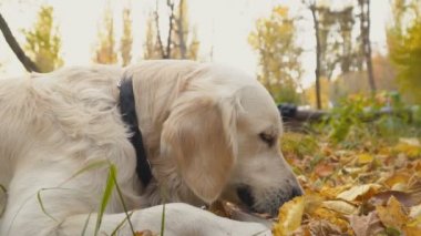 Köpek çiftleşmesi Golden Retriever
