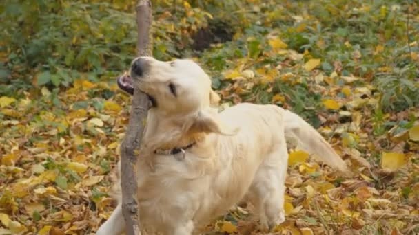 Perro crianza golden retriever — Vídeo de stock
