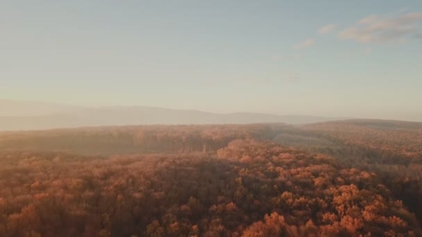 Camino en el bosque de otoño — Vídeos de Stock