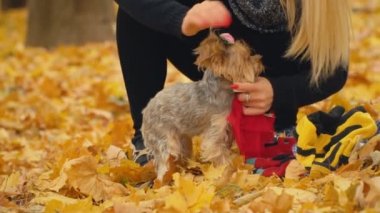 Kız onu köpek Yorkshire terrier doğurmak koyar