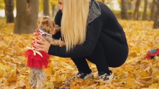 Menina com uma raça de cão Yorkshire Terrier — Vídeo de Stock