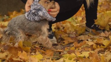 Kız onu köpek Yorkshire terrier doğurmak koyar