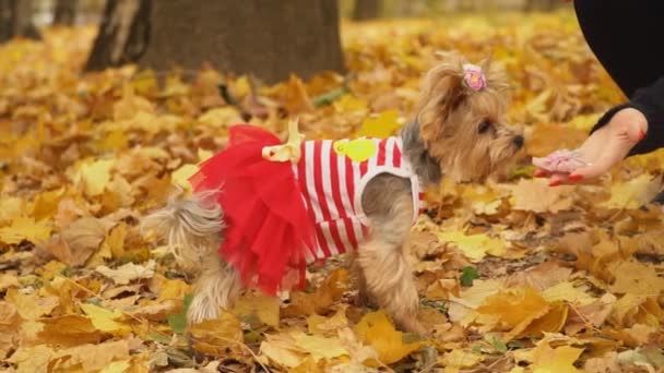 Raça de cão yorkshire terrier — Vídeo de Stock