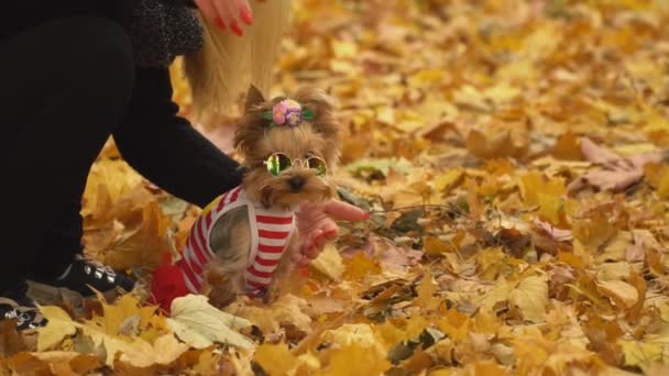 Mädchen mit einem Hunderasse York Terrier — Stockvideo