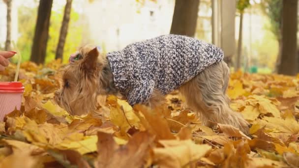 Hunderasse yorkshire terrier — Stockvideo