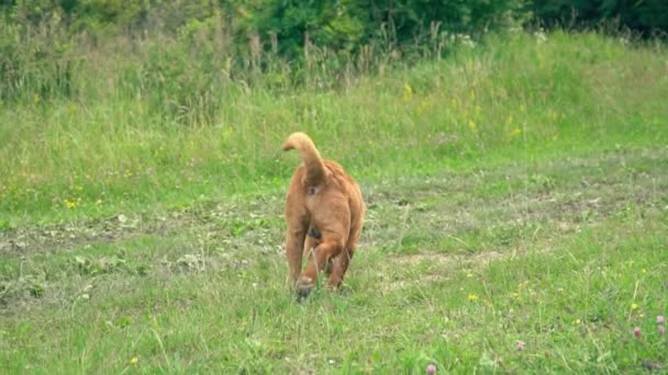 Die Rasse der Shar Pei — Stockvideo