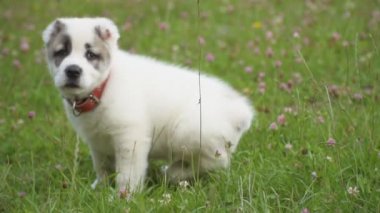 Alabai doğurmak köpek yavrusu