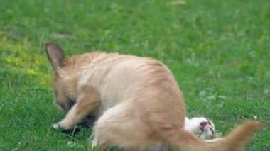 bir köpek ve kedi Savaşı