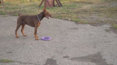 Doberman köpek oyun