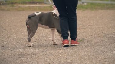 Bahçesi, Stafford köpek yavrusu