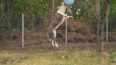 köpek yavrusu stafford sahada oynuyor.