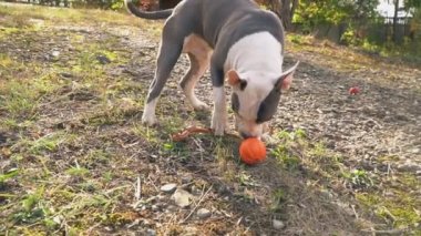 köpek yavrusu stafford sahada oynuyor.