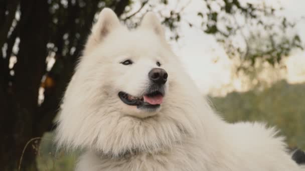 Samojedvalpar hund i parken — Stockvideo