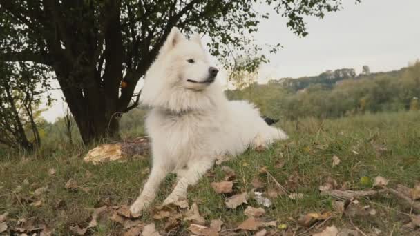 Chien samoyed dans le parc 