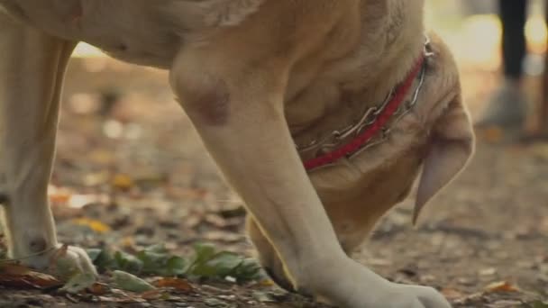 Pies rasy labrador złoty kolor — Wideo stockowe