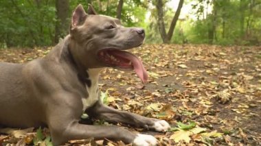 stafford köpek ırkları