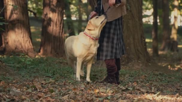 Raça cão labrador cor dourada — Vídeo de Stock