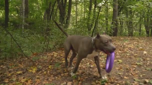 Породы Собак Stafford Парке — стоковое видео