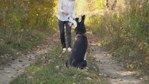 Menina com uma raça de cão Husky — Vídeo de Stock