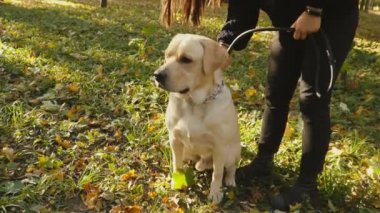 köpek doğurmak Labrador Park