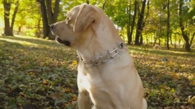 köpek doğurmak Labrador Park